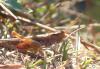 Chorthippus sp.